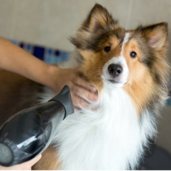 Cute and Fluffy Dog Grooming
