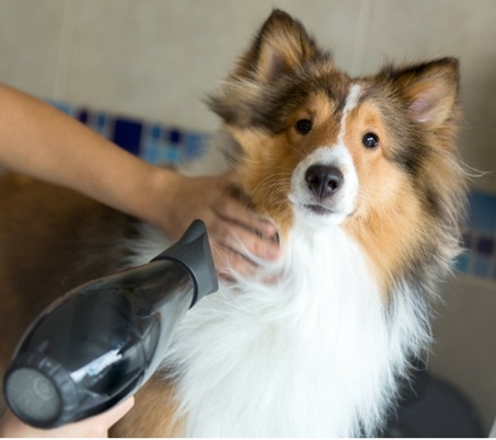 Cute and Fluffy Dog Grooming