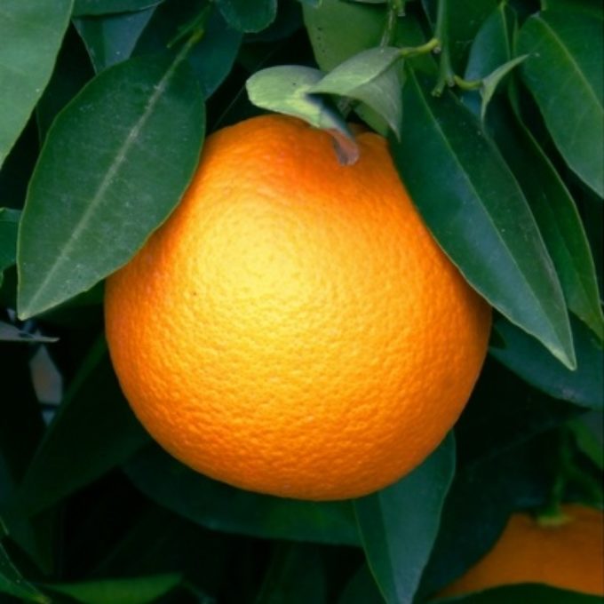 The Showcase of Citrus