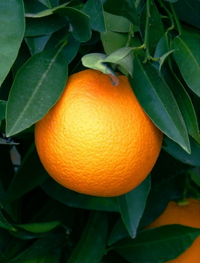 The Showcase of Citrus